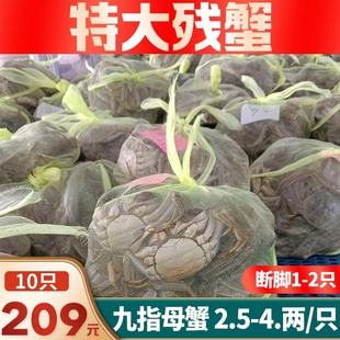 江苏精选九指蟹鲜活大闸蟹家庭装新鲜捕捞河蟹残蟹特大全公满黄