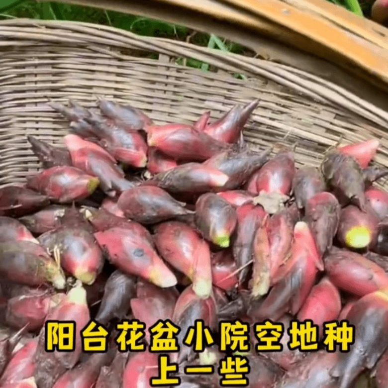 湖北洋荷姜种洋荷姜竹笋种子阳台蔬菜种子室外种植竹笋种子高产