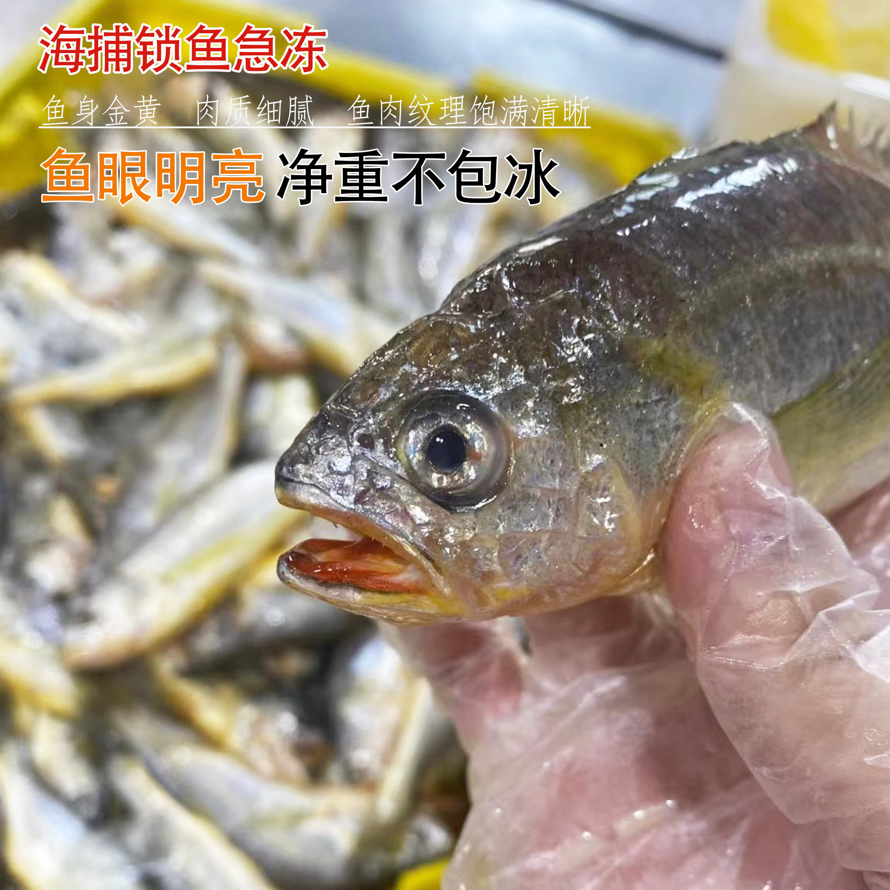 舟山野生小黄鱼 鲜活急速锁鲜冷冻 深海无冰海鲜水产小大号黄花鱼