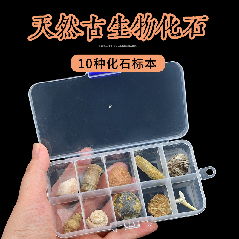 天然古生物化石昆虫海螺标本盒