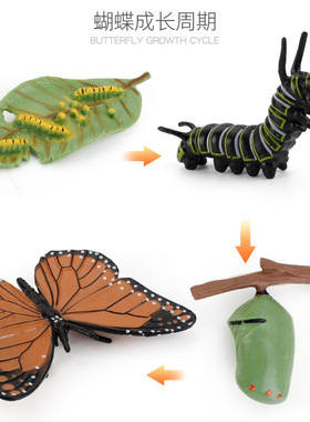 新款仿真实心海龟青蛙蜗牛小鸡动物成长周期幼儿园蒙氏教具手办摆