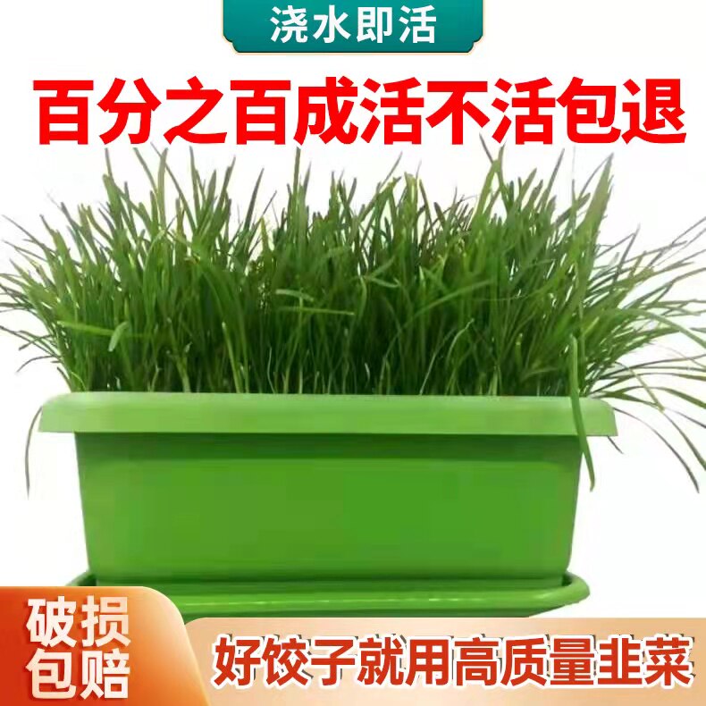 南宫特产黄韭盆景天然无公害黄韭菜室内阳台水培无土韭菜根送礼