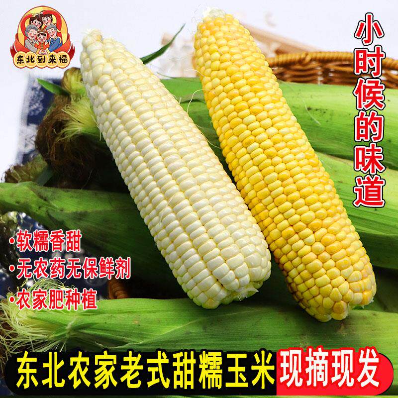 新货正宗东北粘玉米新鲜香甜软糯带皮玉米棒苞米苞谷现摘老品种5
