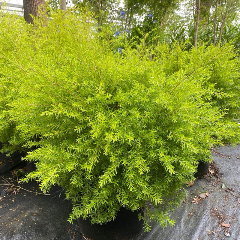 四季常绿金叶树苗耐寒耐旱黄金香柳盆栽千层金彩叶柳树庭院绿化树