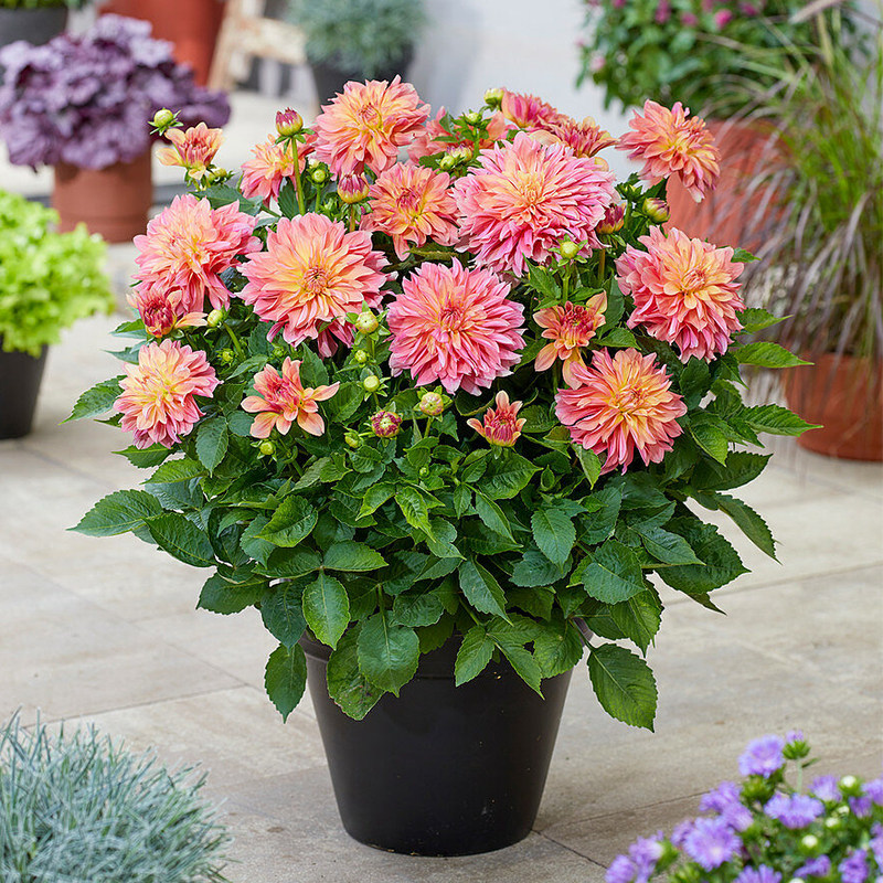 小丽花盆栽带花大丽花小丽菊小理花阳台庭院耐寒易活花卉观花植物