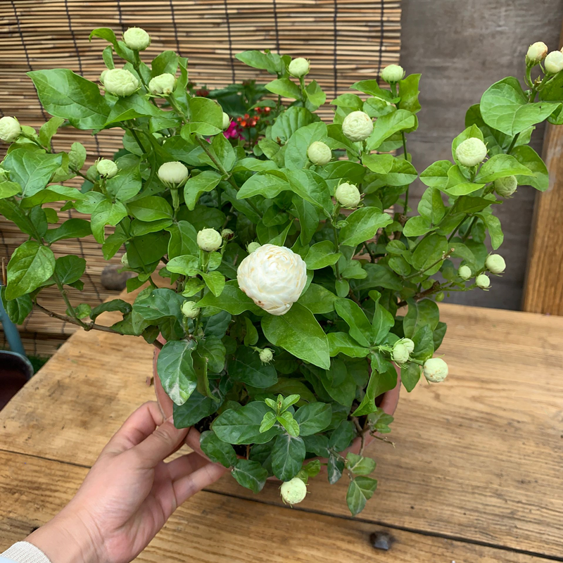 虎头茉莉盆栽 茉莉花苗重瓣大花苞浓香型花卉室外阳台种植好香