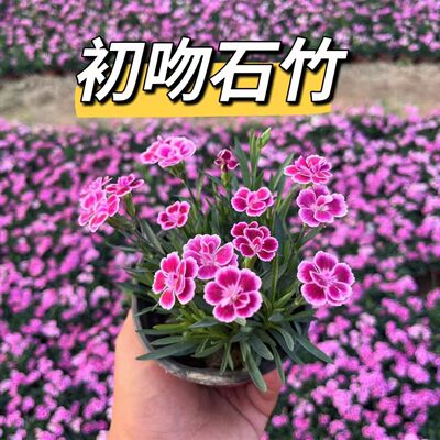 初吻石竹花盆栽蜜桃派带花苞冬季多年生耐寒植物阳台花卉庭院