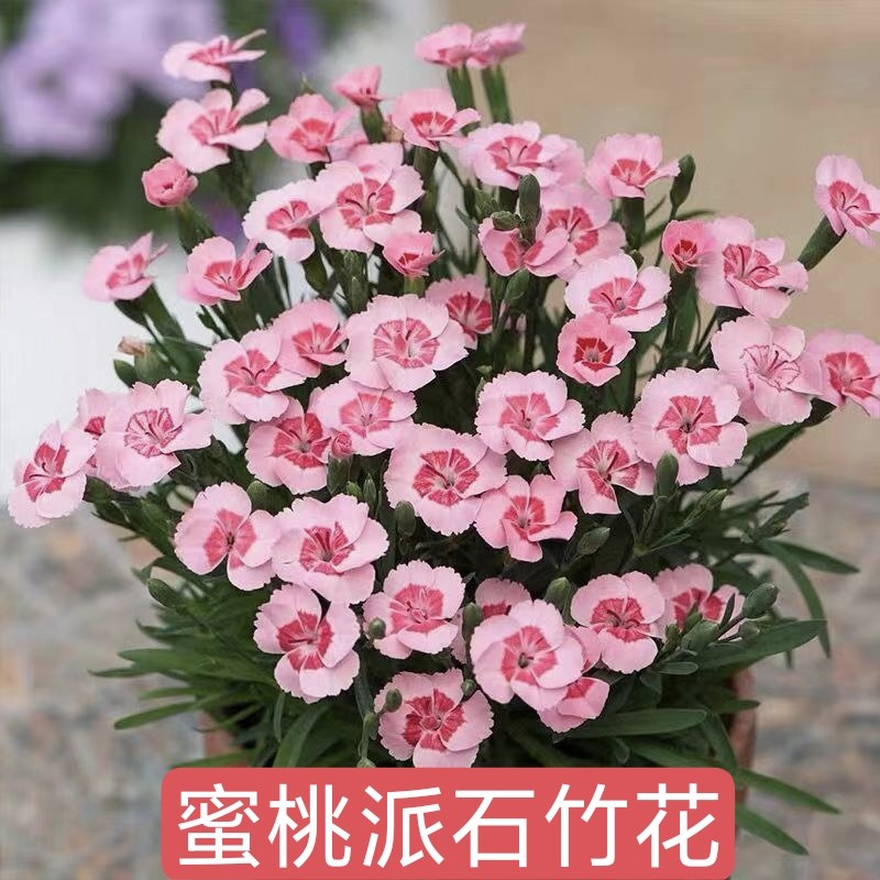 优质品种石竹欧石竹初吻蜜桃派耐寒地被绿植庭院开花卉花期长包邮