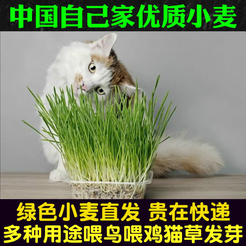 猫草发芽自种天然种子小麦草种子营养丰富发芽率高可分装草籽绿植
