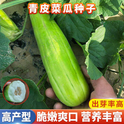 青皮菜瓜种子黄瓜菜瓜种籽秧苗生腌酱瓜庭院阳台盆栽瓜果蔬菜种子