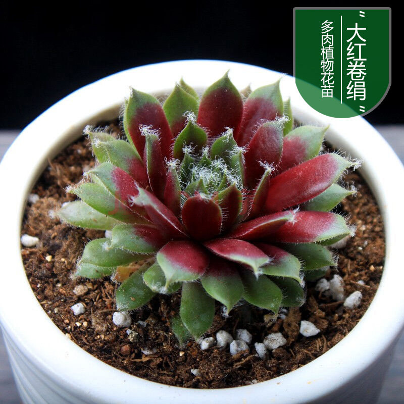 大红卷绢 办公室桌面盆栽多肉植物花卉 多肉花苗肉肉 多肉苗防辐