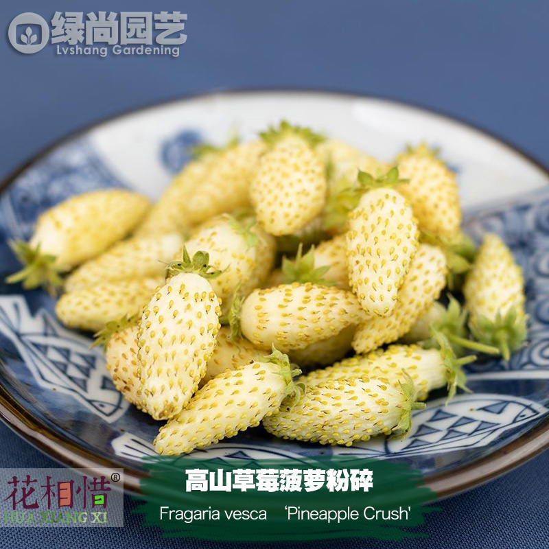 菠萝粉碎高山草莓种子进口四季播种阳台盆栽蔬菜瓜果种苗白草莓 鲜花速递/花卉仿真/绿植园艺 种苗/半成品盆栽 原图主图