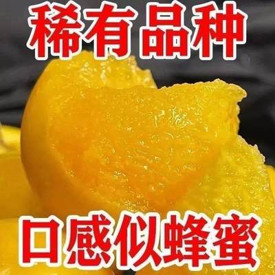 超甜嫁接黄金奈李子树苗南方北方