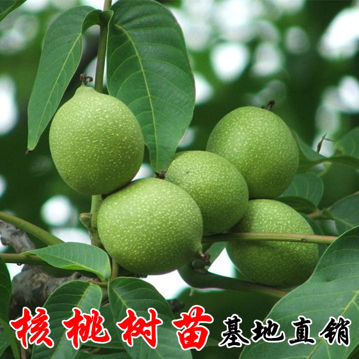 核桃树苗嫁接薄纸皮文玩核桃树幼苗南北方种植当年结果特大果树苗