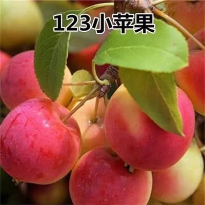 耐寒123小苹果树苗鸡心沙果树苗