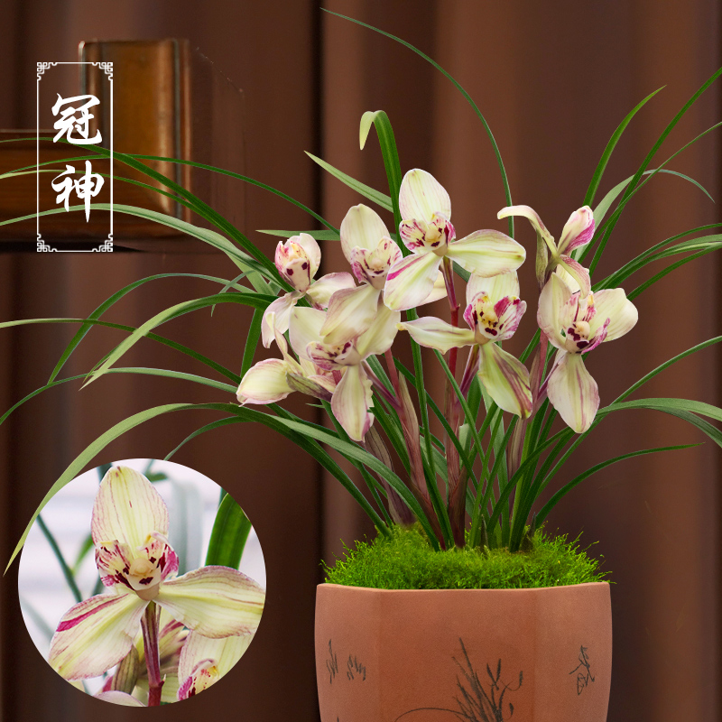 春兰名品冠神浓香型兰花带花苞阳台窗台书房室内花卉盆栽植物批发