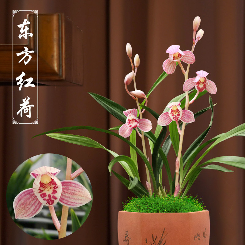 建兰荷瓣东方红荷四季兰名贵浓香型兰花阳台卧室客厅茶室花卉盆栽