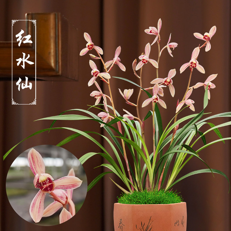 建兰花仙子红水仙兰花浓香型名贵兰花苗阳台茶室书房客厅植物盆栽