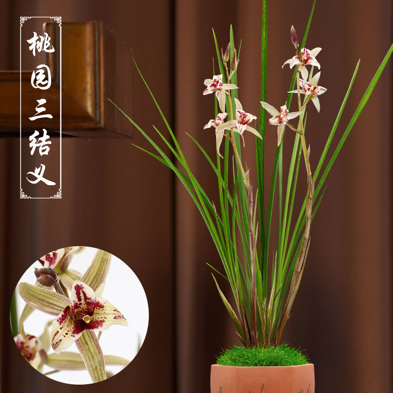 春剑名品兰花桃园三结义幽香型兰花苗好养客厅办公室阳台绿植盆栽