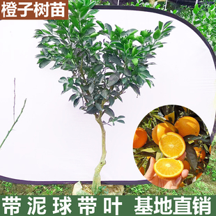 正宗橙子树苗冰糖橙廉江红橙纽荷尔脐橙果树苗南方种植果冻橙庭院