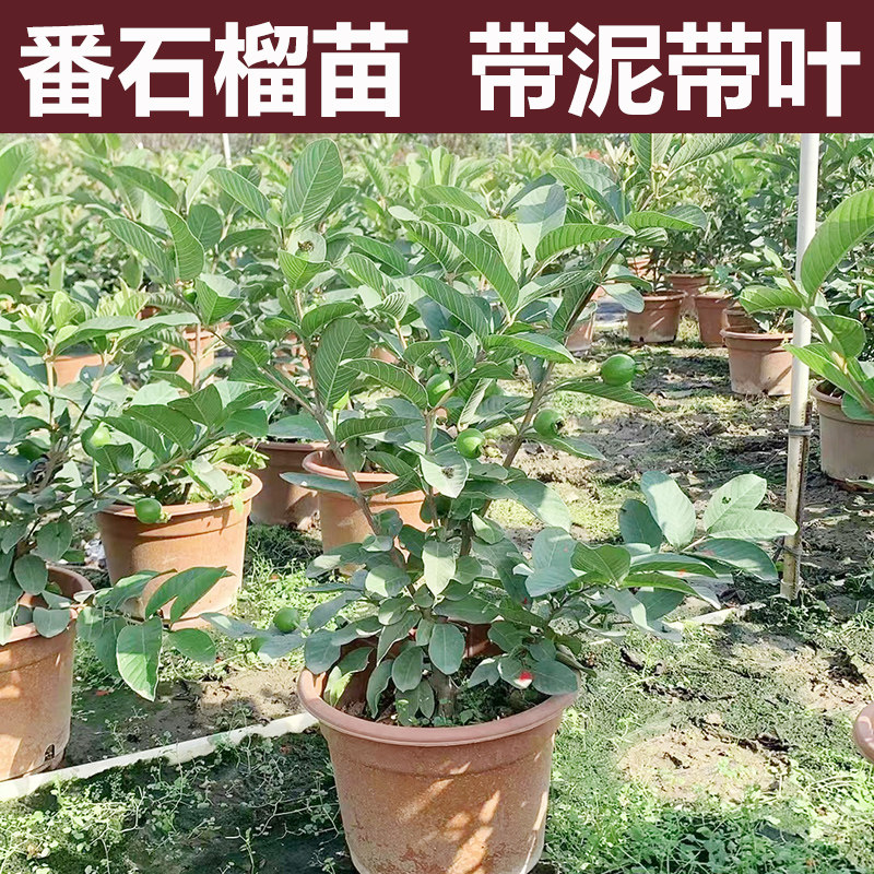 台湾番石榴果树苗珍珠白心芭乐苗红心西瓜红嫁接苗四季结果果树苗