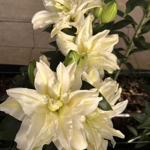 泽塔1颗重瓣香水百合花百合种球室内室外庭院阳台可盆栽地栽