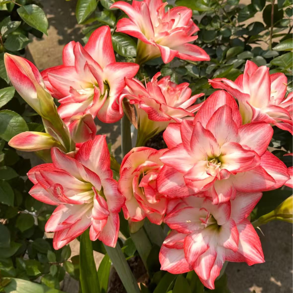 朱顶红1颗庭院阳台室外绿植盆栽好养好种盆栽地栽