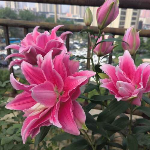 达琳达1颗重瓣香水百合种球家庭室内室外庭院阳台好养好种