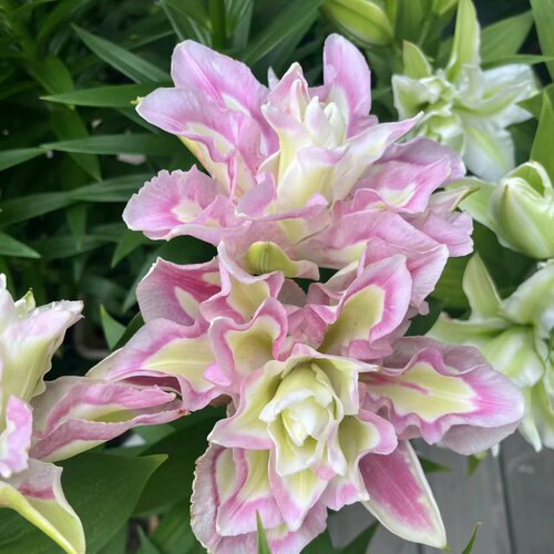萨米拉1颗重瓣香水百合花百合种球室内室外庭院阳台盆栽花卉