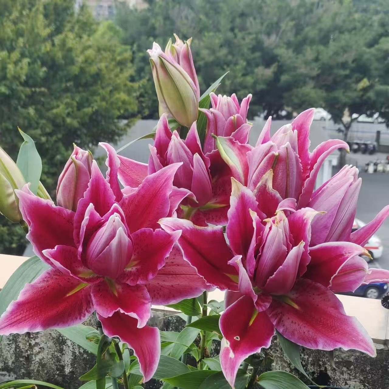 塔比莎1颗重瓣香水百合花百合种球室内室外庭院阳台可盆栽地栽