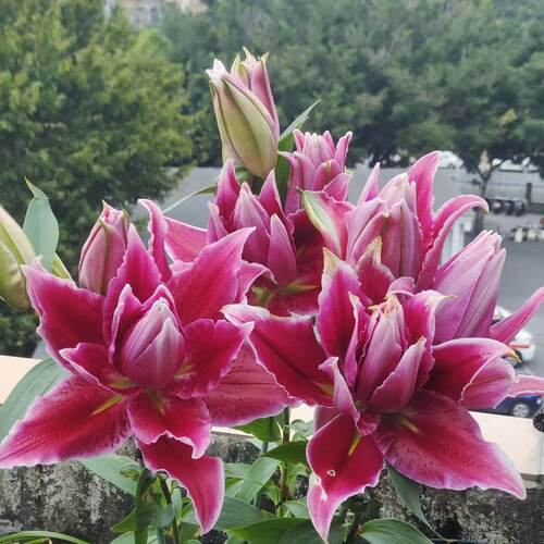 塔比莎1颗重瓣香水百合花百合种球室内室外庭院阳台可盆栽地栽