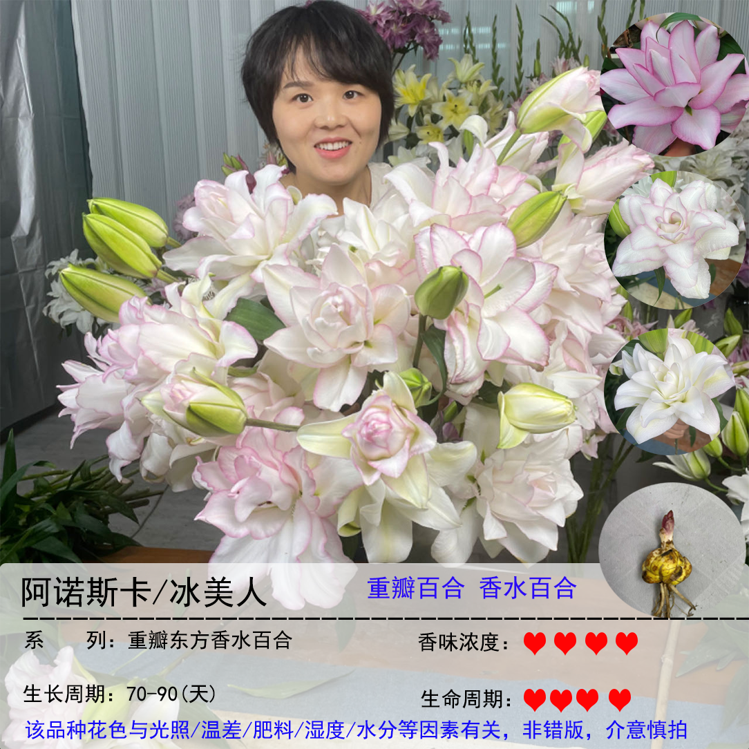 冰美人1颗重瓣香水百合 四季可种阳台庭院花园可养