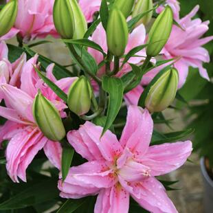 戴安娜1颗 重瓣香水百合种球家庭室内室外庭院阳台好养好种