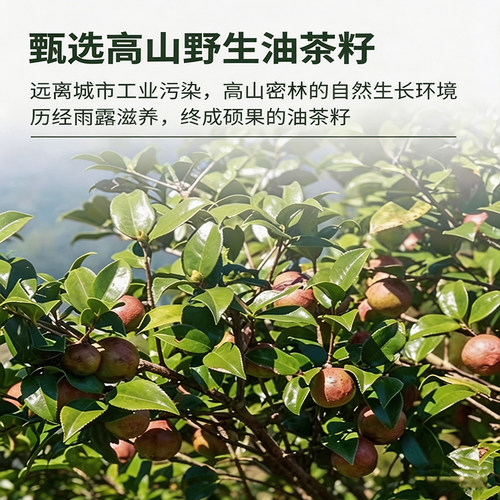 【高品质】头道初榨高茶油高烟点