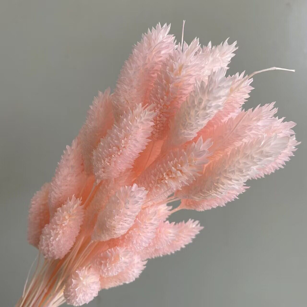 粉色系永生花龙须草迎客拍照芦苇植物婚礼宝石草婚庆梦幻桔叶家居