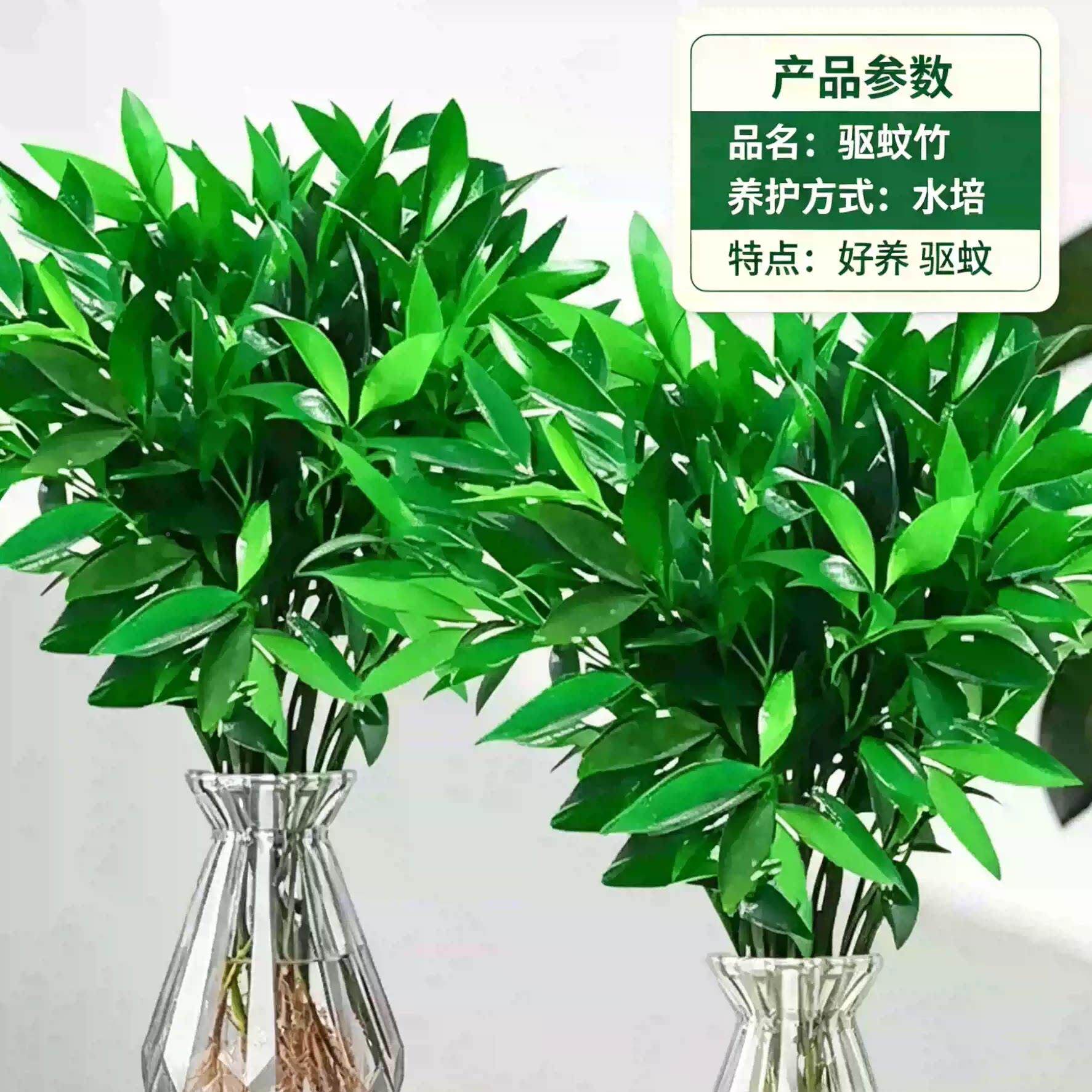 水竹柏水养GLH植盆栽绿植水培土培客厅阳台室内培四季 物常青植物
