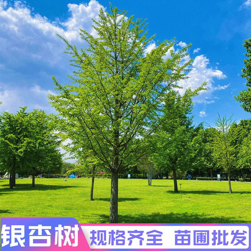 银杏树苗白果活苗庭院占地绿化苗木行道树金叶银杏小苗南北方种植