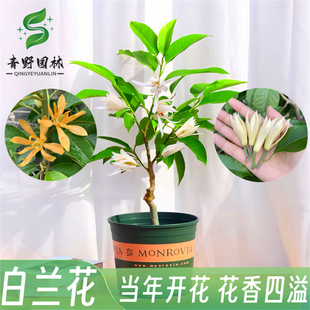 盆栽白兰花树苗黄桷兰花别墅庭院室内大型花卉四季常青浓香风景树