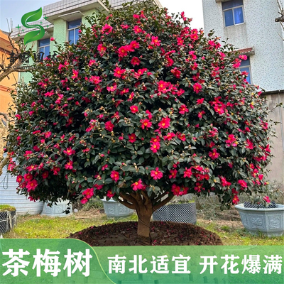 高杆茶梅花树苗耐寒四季常青