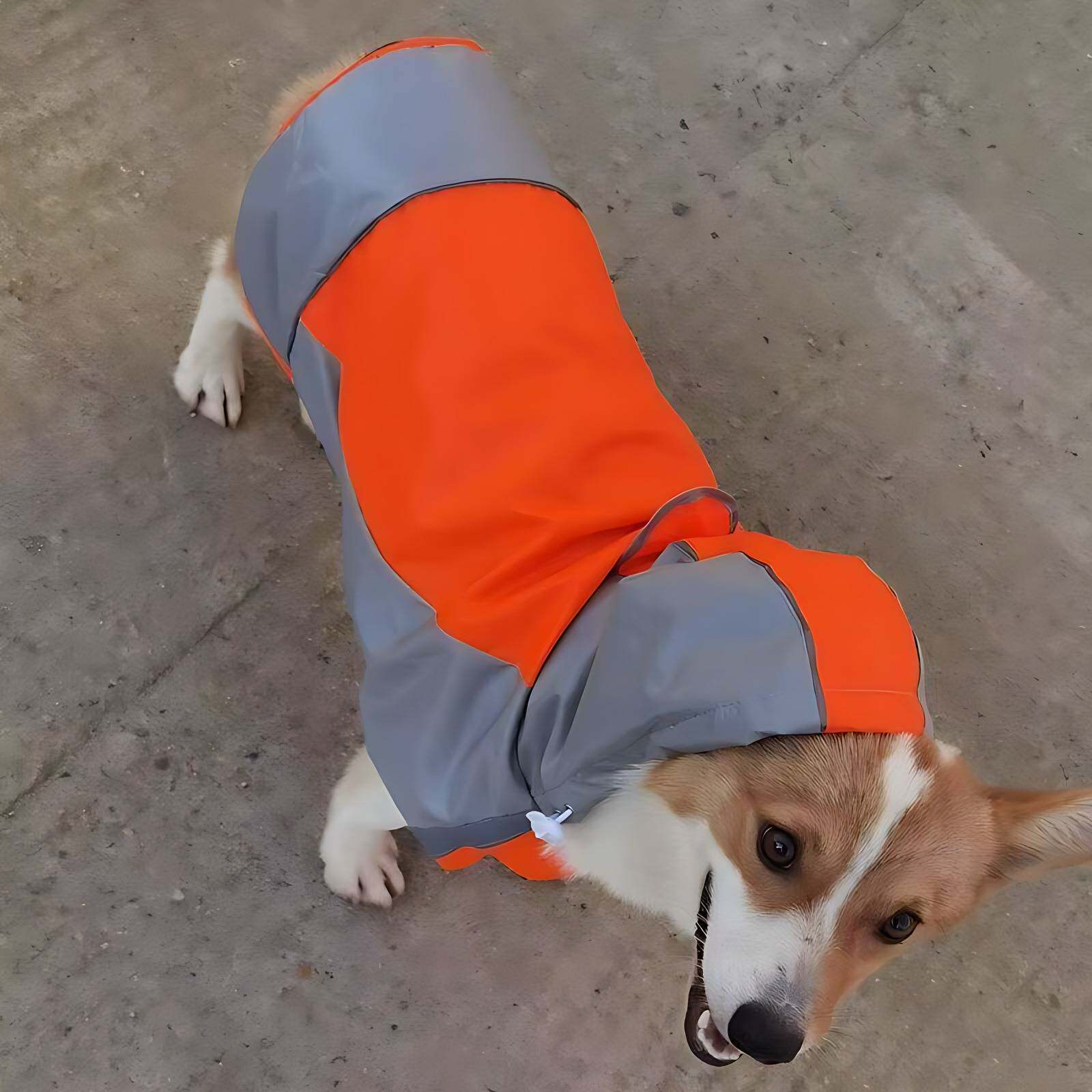 宠物专用中大型犬防水雨衣|金毛