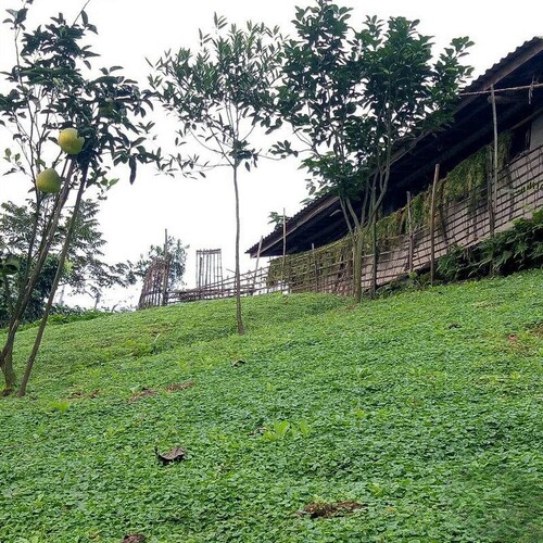 铺地草种马蹄金耐荫低矮