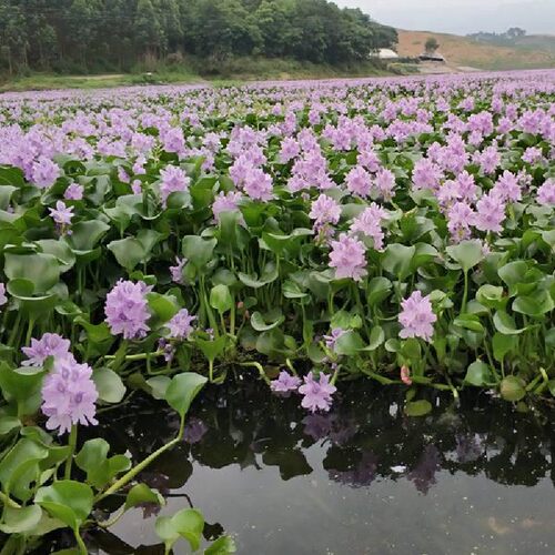 水葫芦水生植物扔水就活净化水质