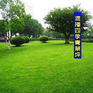 四季青混播草坪种子别墅公园低矮草种籽狗牙根黑麦草高羊茅耐踩踏