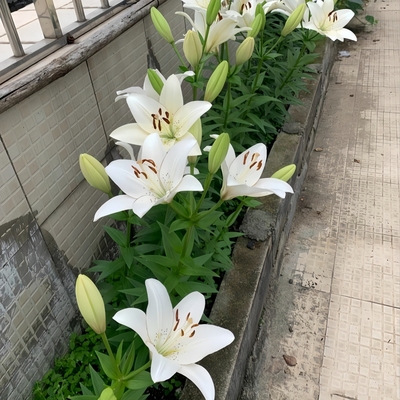 亚洲百合种球耐寒多年生球根花卉室外地栽阳台盆栽植物好养易活花