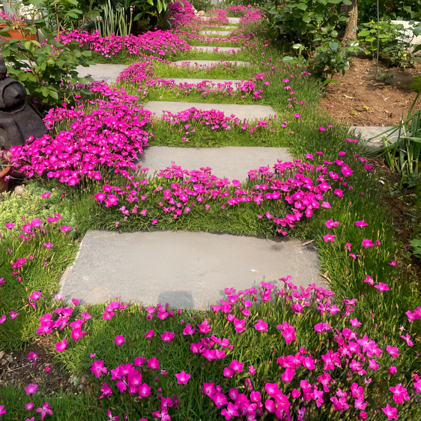 花期超长花草欧石竹室外庭院绿化