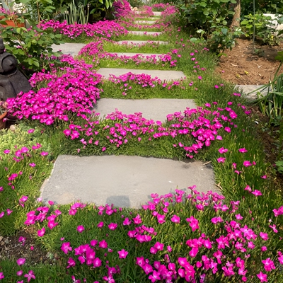 花期超长花草欧石竹室外庭院绿化