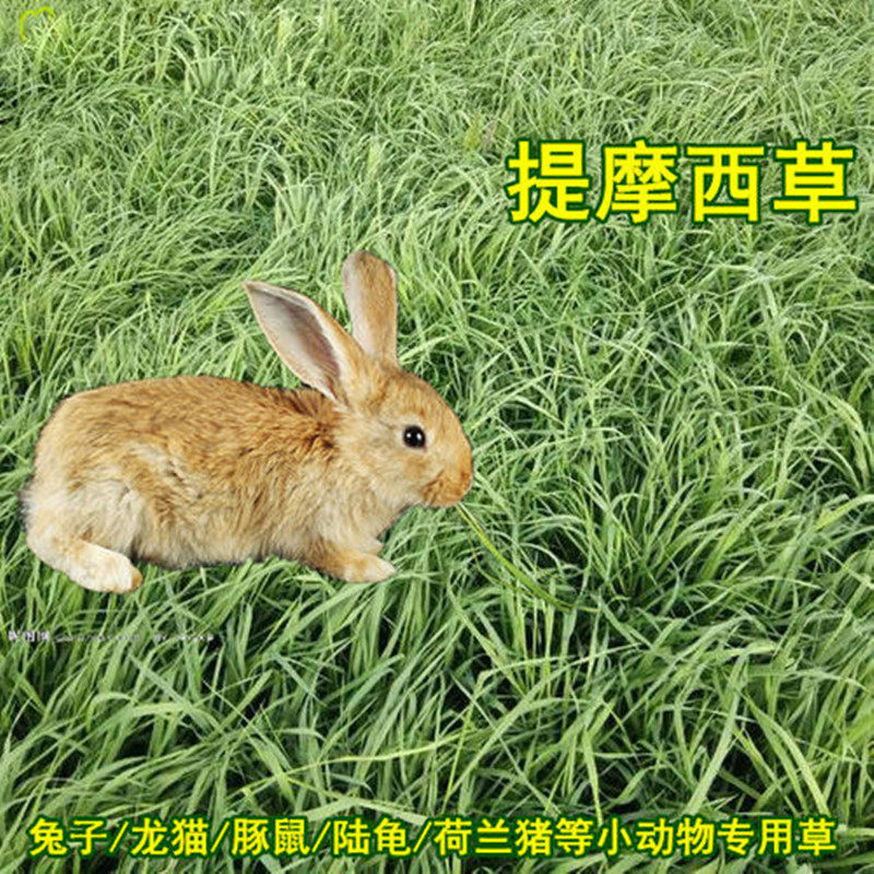 兔子提摩西草籽多年生草种子四季牧草兔草饲料草种