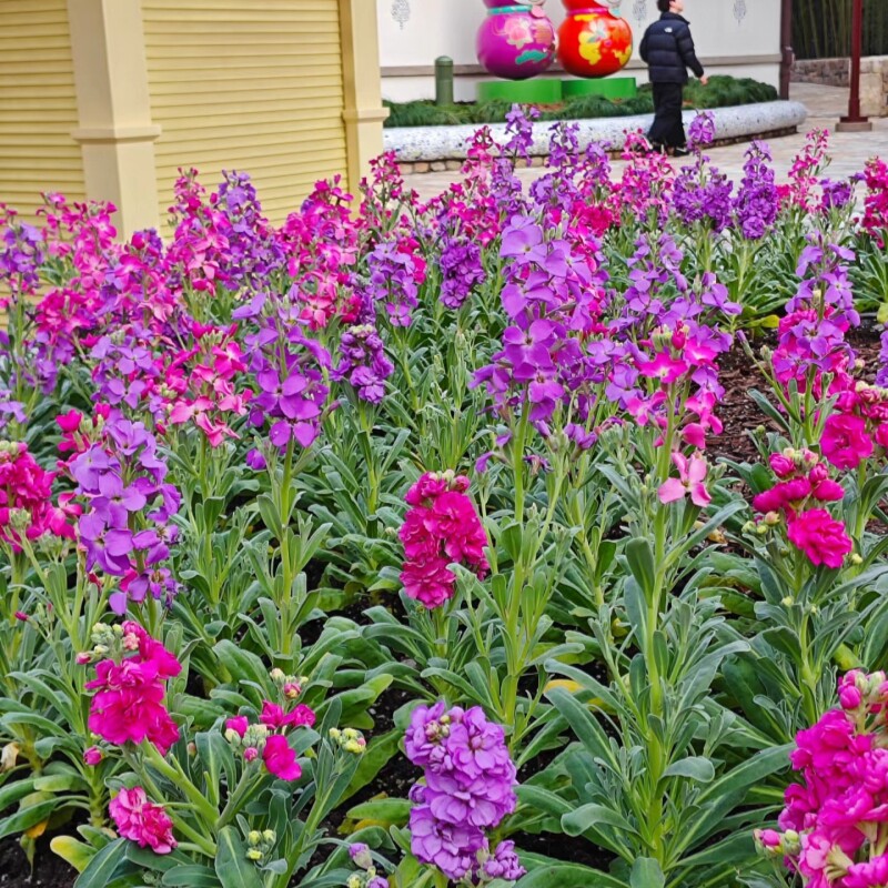 易活耐寒花籽紫罗兰种子四季花卉庭院室外花种籽子长花期切花植物