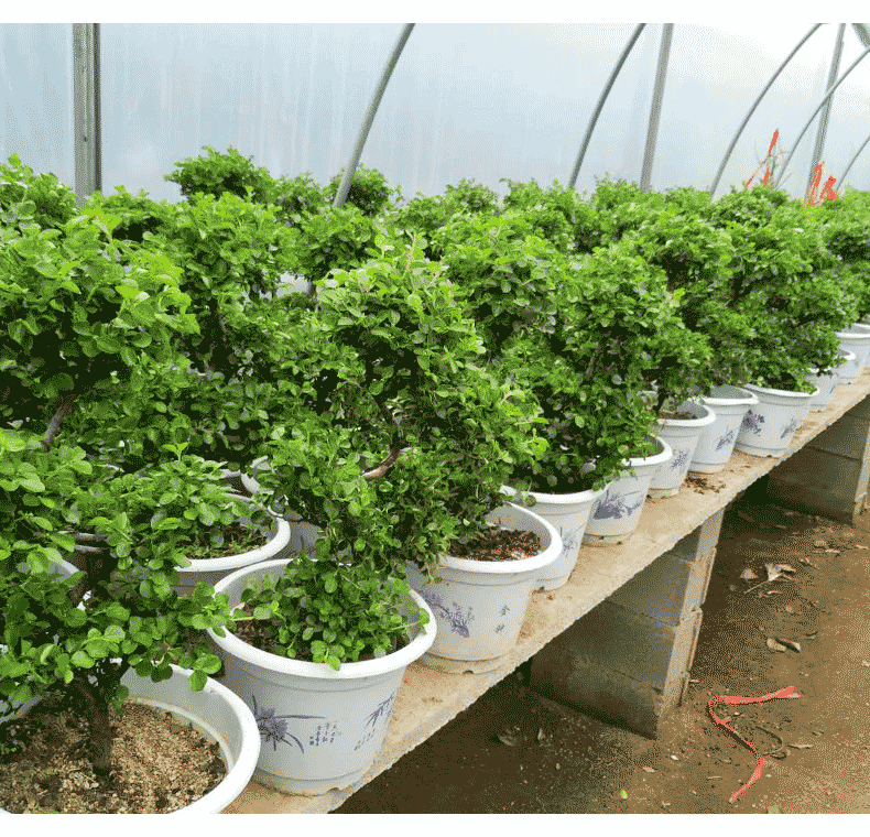 稀有品种珍珠梅花苗盆栽珍珠梅花盆f景造型室内外开花绿色植物
