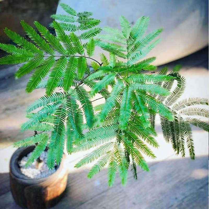 密叶猴耳环树绿植桌面植物盆栽网红北欧氛围感室内客厅四季好养_虎窝淘